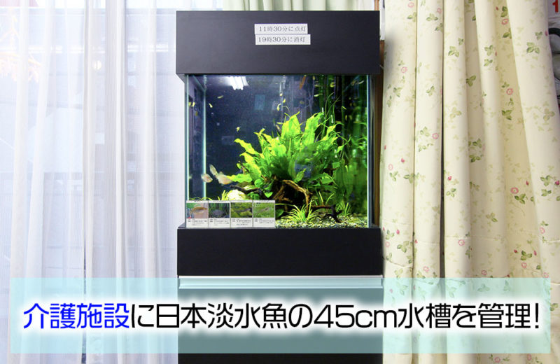 45cmキューブ水槽で日本淡水魚を飼育！介護施設様の水槽管理事例 水槽画像１