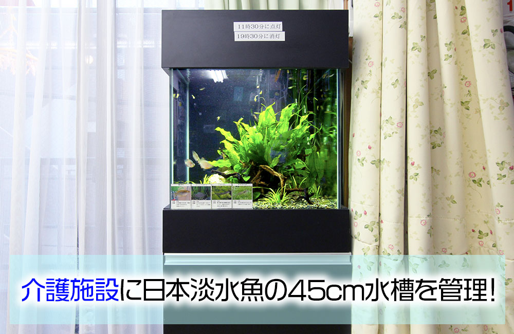 45cmキューブ水槽で日本淡水魚を飼育！介護施設様の水槽管理事例 メイン画像