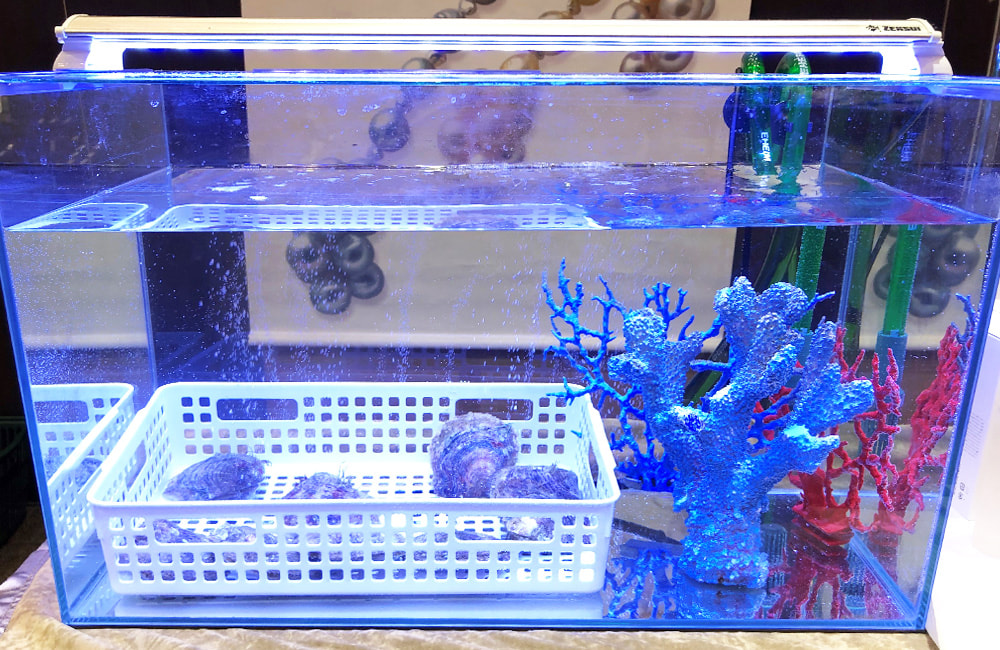 白いカゴと青いサンゴ模型を配置した海水魚用水槽