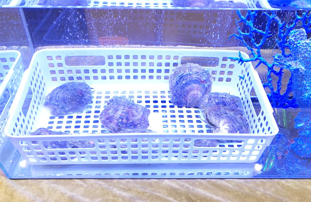 水槽内の白いカゴに入った複数の大きな二枚貝