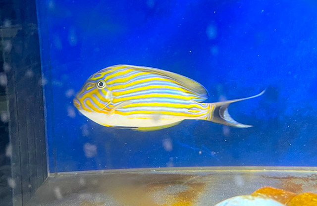 青と黄色の縞模様がある海水魚のニザダイの仲間
