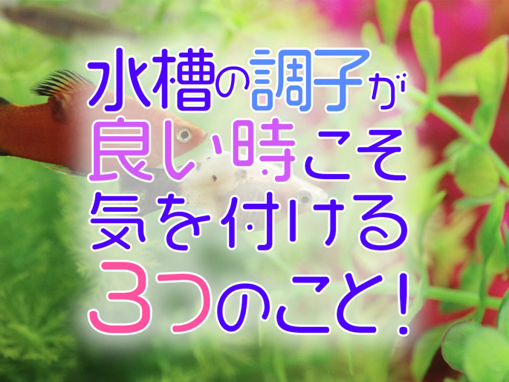 水槽の調子が良い時こそ気を付ける3つのこと!油断しがちなポイントとはのサムネイル画像