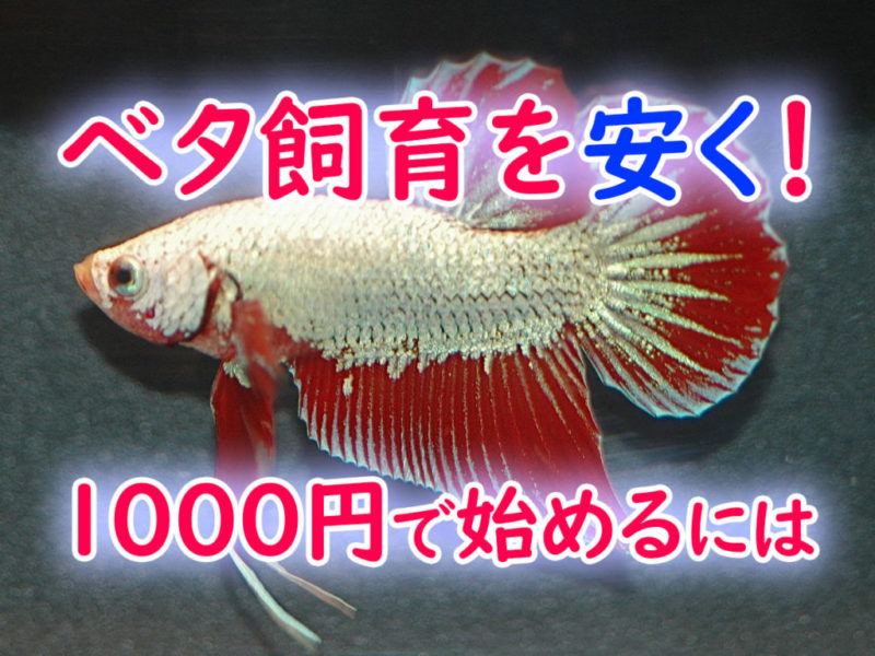 ベタ飼育を安く1000円で始める方法の見出し画像