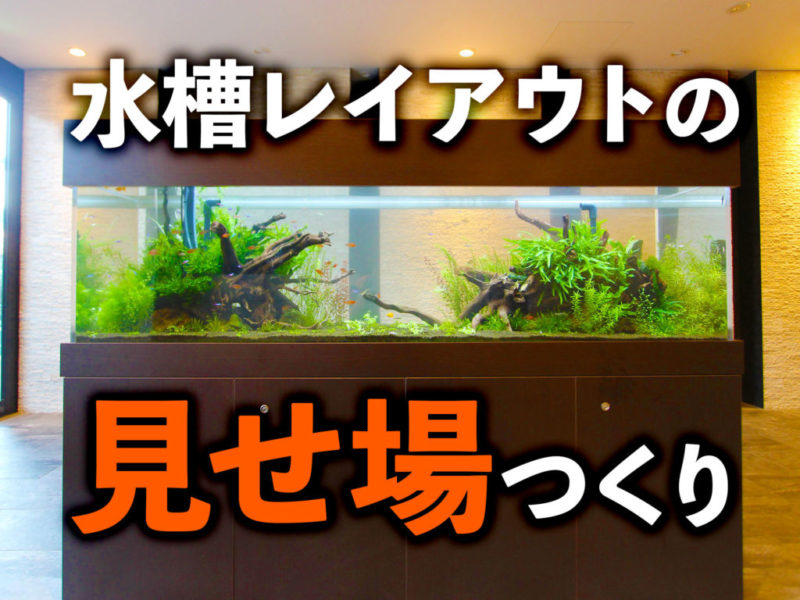 水槽レイアウトの見せ場つくりの文字と流木水槽の見出し画像