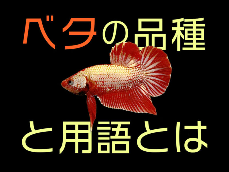 ベタの品種と用語とはの文字と赤いベタの画像