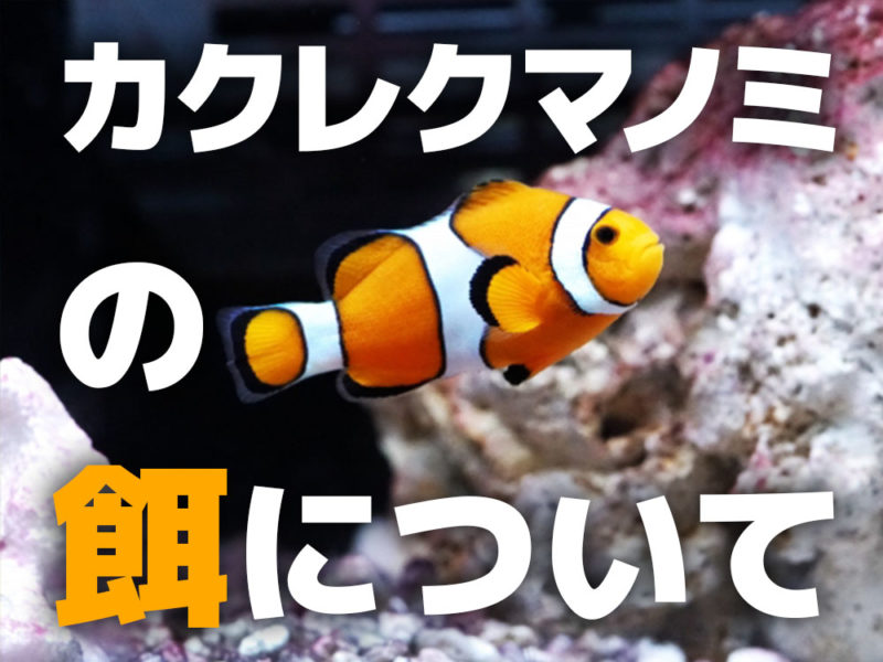 カクレクマノミの餌についての文字入り見出し画像