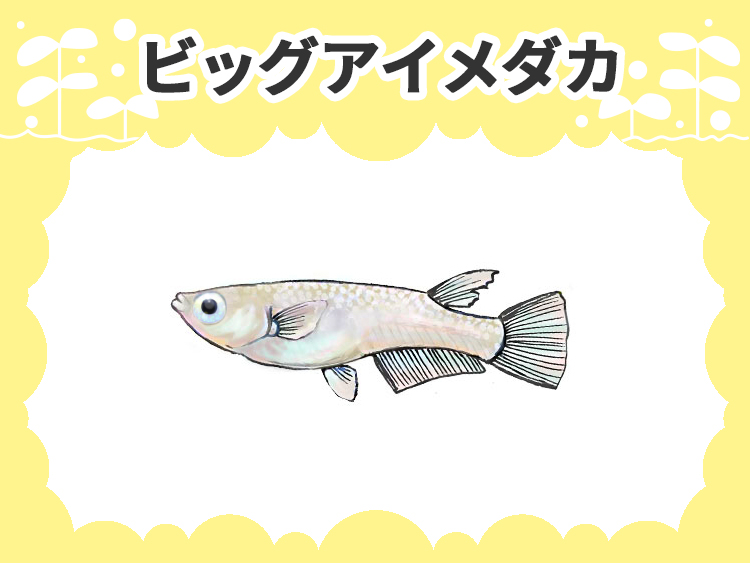ビッグアイメダカのサムネイル画像