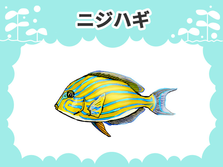 ニジハギのお魚図鑑