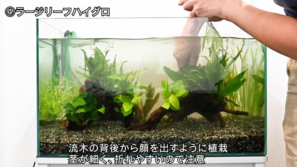 ラージリーフハイグロを流木の背後に植栽する様子