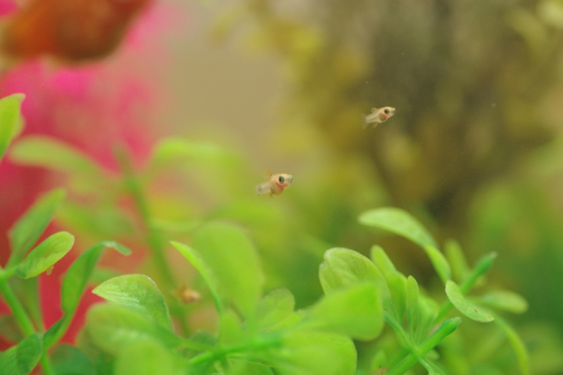 水草の陰を泳ぐ小さな熱帯魚の稚魚と人工水草の風景