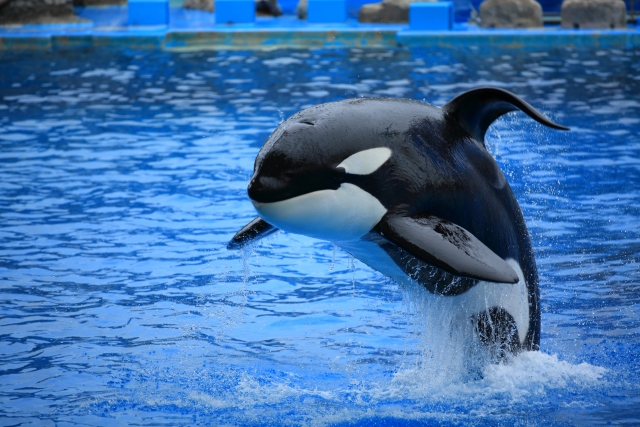 水面から体を大きく出しジャンプするシャチの姿