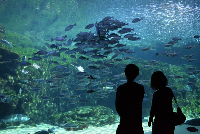 巨大な水槽で群れる魚を眺める男女のシルエット