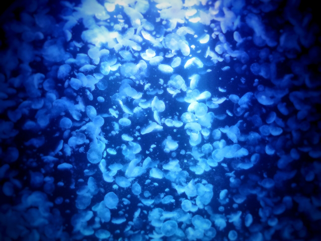 青い光に照らされて水中を漂う大量のクラゲの群れ