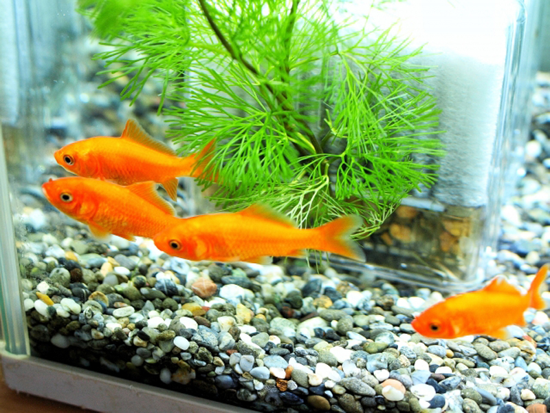 水草の茂る水槽内を泳ぐ4匹の金魚と砂利の底砂