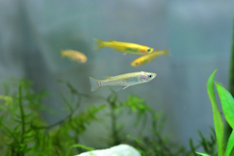 水草の上を泳ぐ数匹のメダカと水槽内のレイアウト