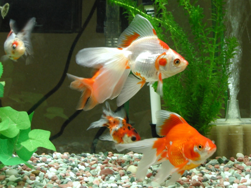水槽内を泳ぐ琉金や出目金などの金魚と水草の風景