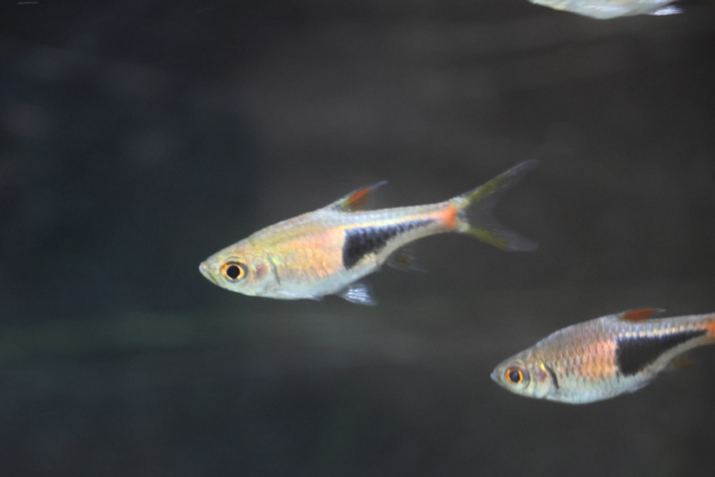 黒い三角模様がある小型熱帯魚のラスボラ類