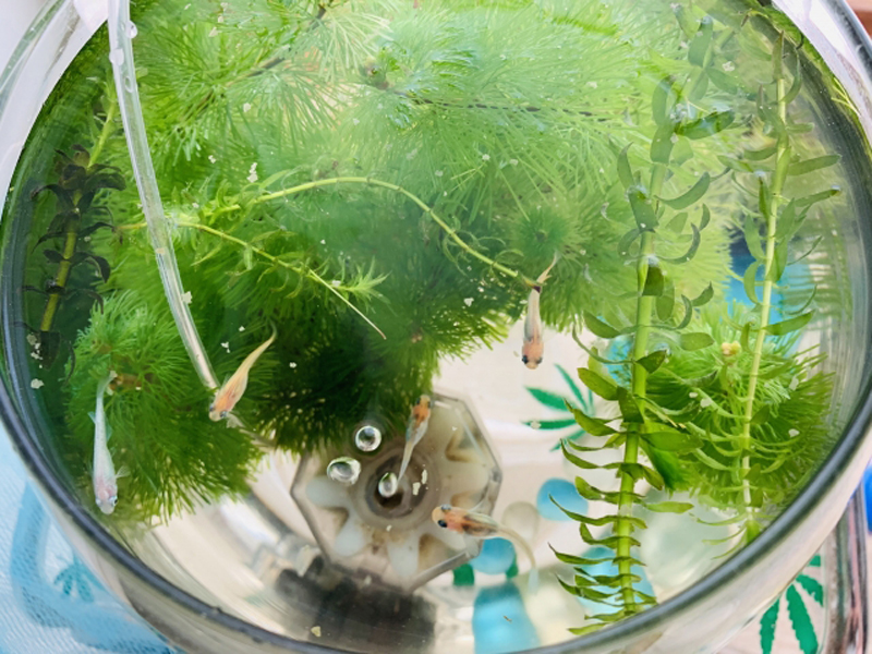 水草が茂る円形容器で泳ぐ数匹のメダカと投げ込み式フィルター