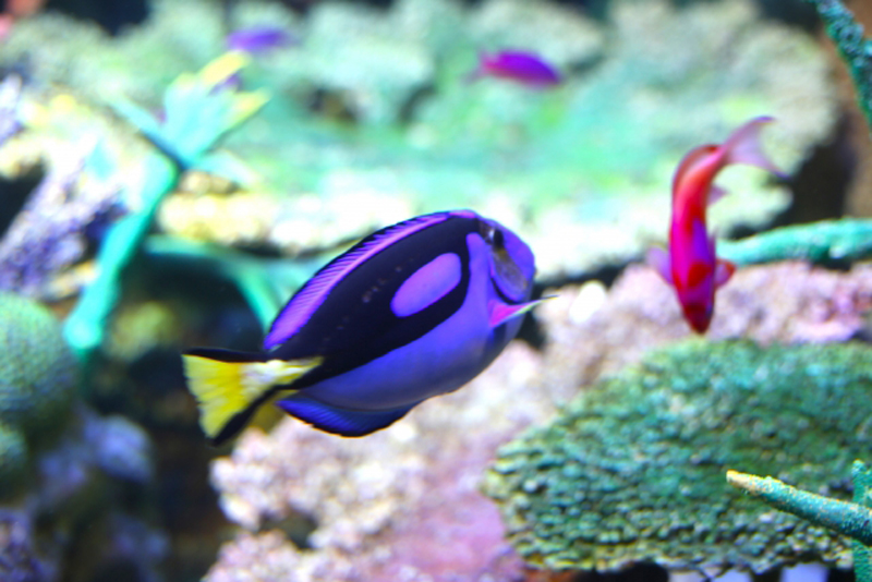 サンゴ礁を泳ぐナンヨウハギと赤色の海水魚の仲間