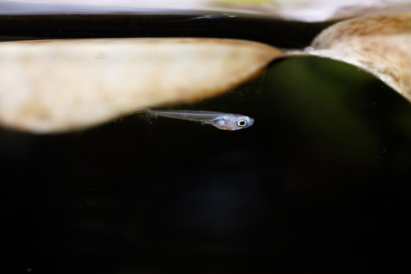 水草の影を泳ぐメダカの稚魚と暗い背景のコントラスト