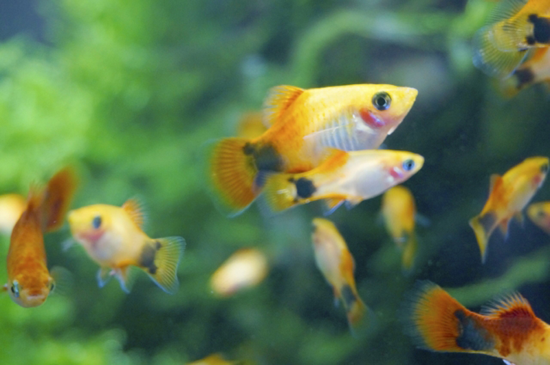 水草を背景に泳ぐオレンジ色の熱帯魚の群れ