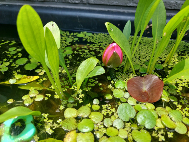 水面に浮かぶ睡蓮の蕾と数種類の浮き草が茂るビオトープ