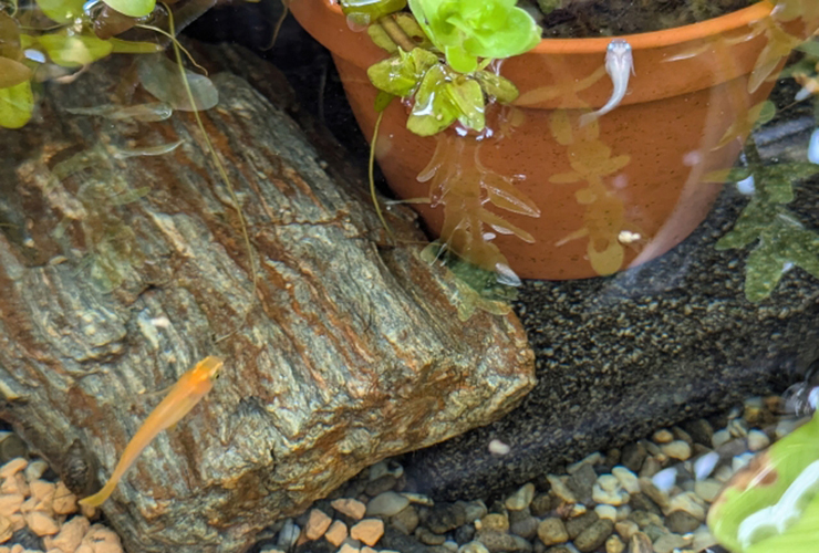 石と植木鉢の周りを泳ぐメダカと水草の水槽内景観