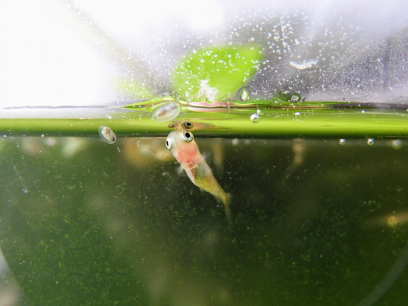 水面に口を近づけるメダカの稚魚と浮き草の葉