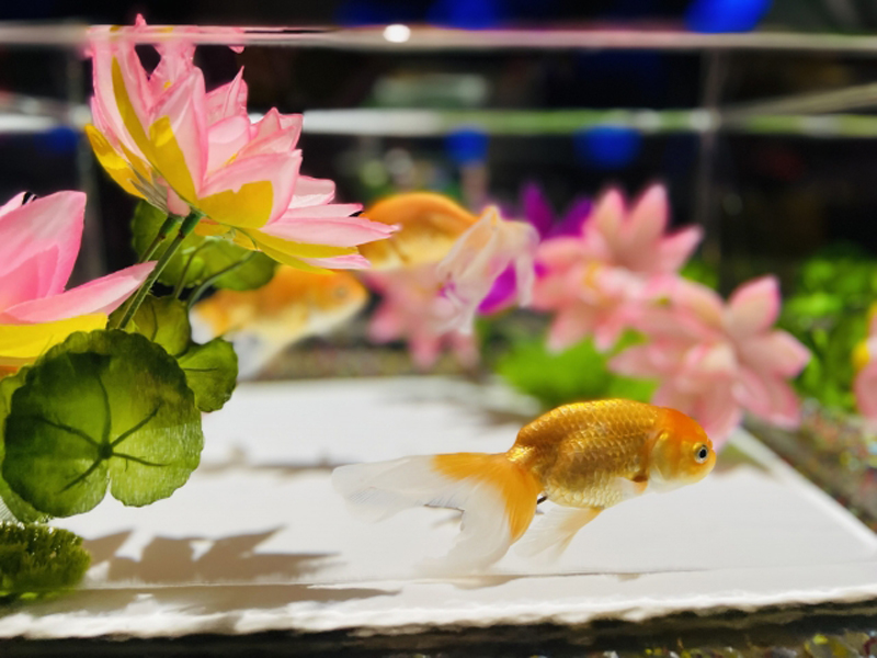 ピンクの造花が飾られた水槽内を泳ぐ金魚