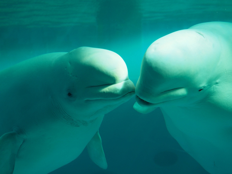 水中を泳ぎ向き合う2頭の白いベルーガの頭部