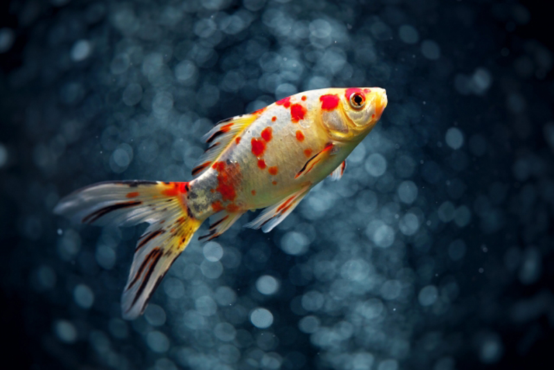 暗い背景を泳ぐ赤と白の斑点模様がある金魚の姿