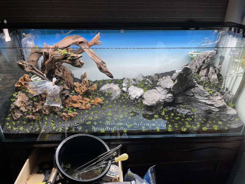 流木と石を配置した水草水槽のレイアウト作業風景