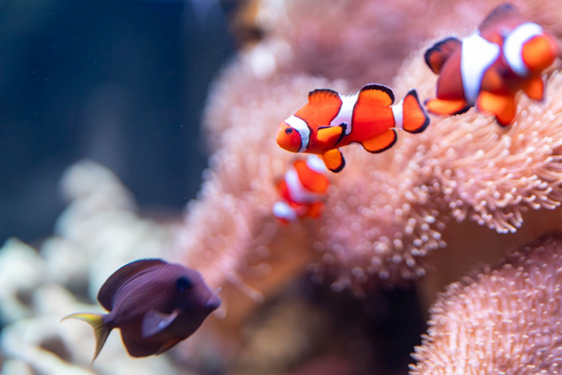 イソギンチャクと泳ぐクマノミと海水魚の熱帯魚水槽