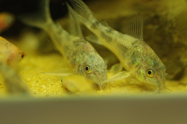 砂底で餌を探す2匹のコリドラスの仲間