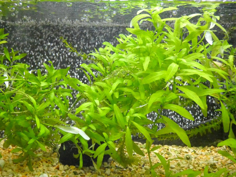 水槽内に群生する明るい緑色の水草と気泡の背景