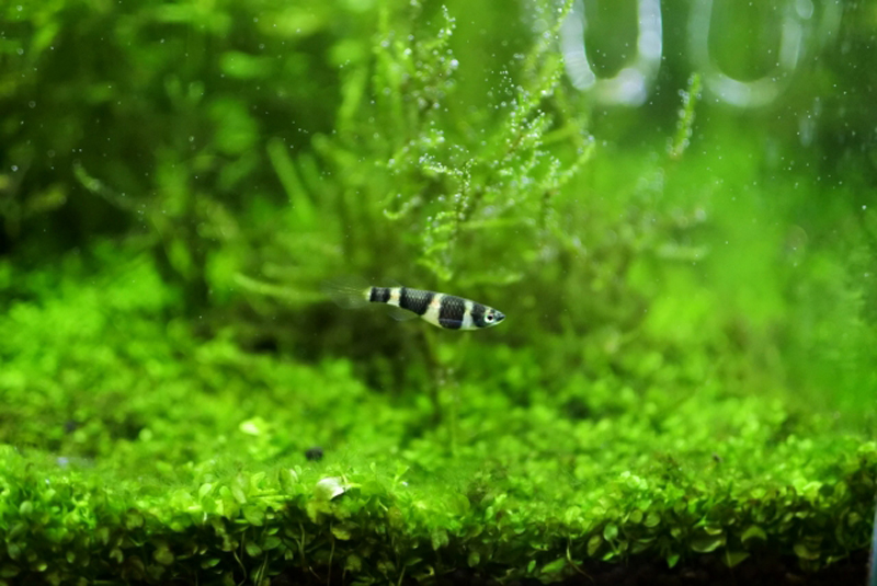 水草の絨毯の上を泳ぐ白黒の縞模様がある小型熱帯魚