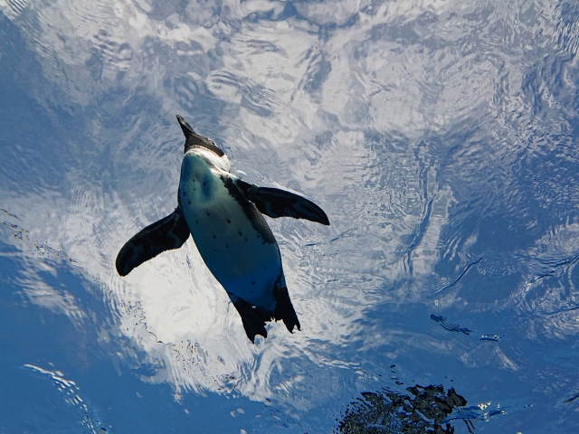 青空が反射する水面を泳ぐペンギンの見上げ画像