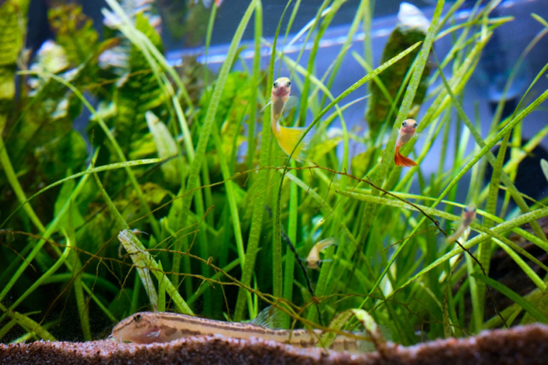 水草の間を泳ぐグッピーと底砂にいるドジョウの仲間