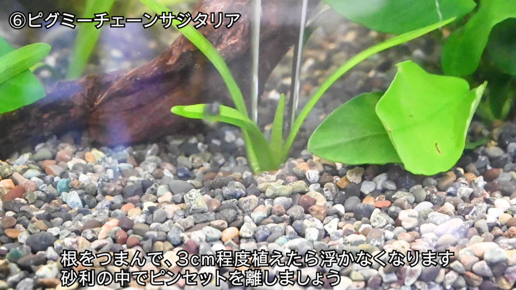 ピグミーチェーンサジタリアを砂利に植える手順の解説画像