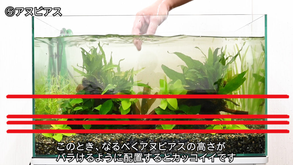 アヌビアスの高さをバラけさせて配置する水槽の見出し画像
