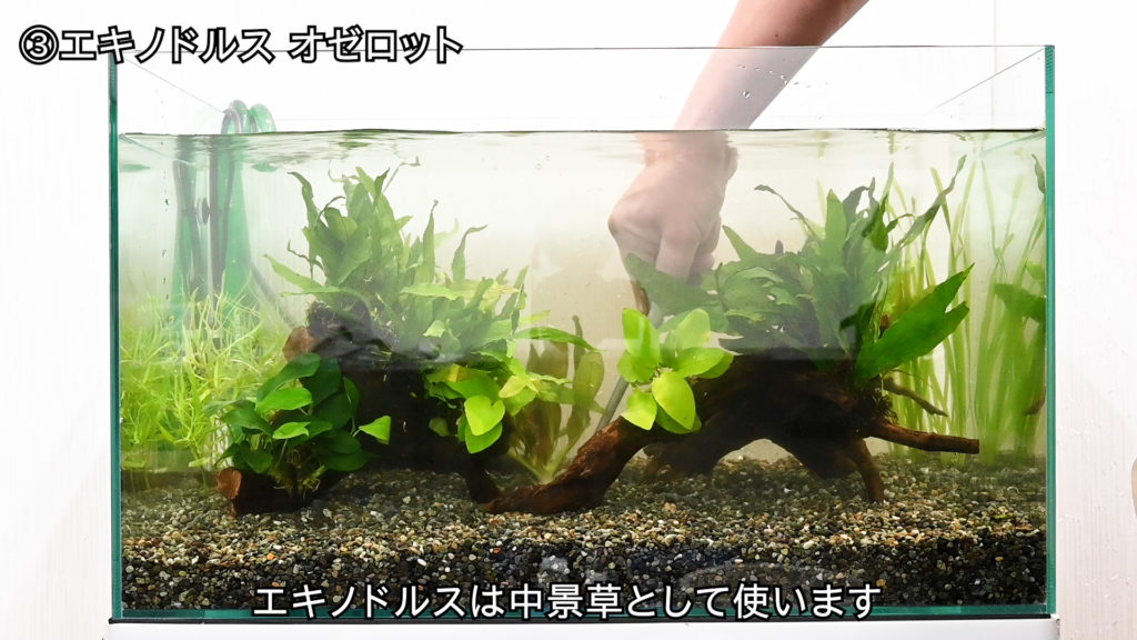 エキノドルスを中景草として使う水槽レイアウトの解説画像