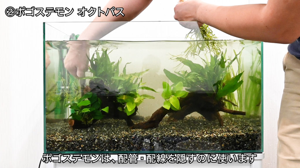 ポゴステモンオクトパスで配管を隠す水槽レイアウトの解説画像