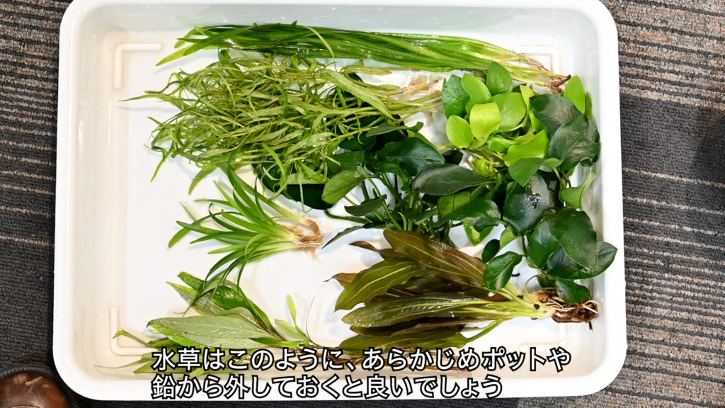 白いトレイに並べられたアヌビアス類や多種多様な水草