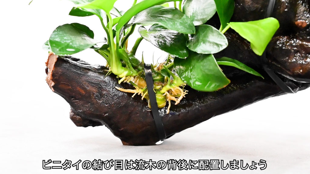 ビニタイの結び目を流木の背後に配置する手順の解説画像