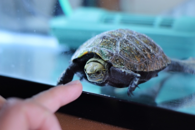水槽越しに人の指を見つめるカメの姿
