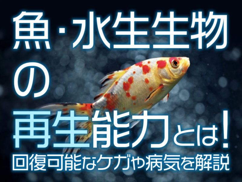 魚・水生生物の再生能力と回復可能なケガの見出し画像