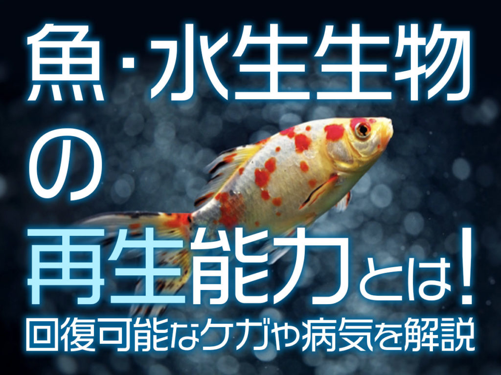 魚の再生能力とは！回復可能な魚・水生生物のケガ・病気などを解説のサムネイル画像