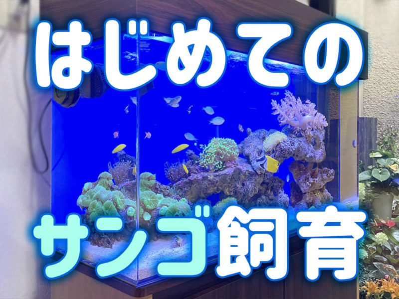 はじめてのサンゴ飼育！初心者からのサンゴを育てるコツを解説します