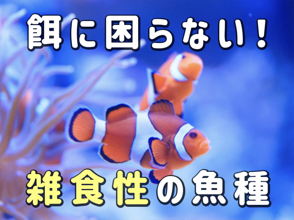 雑食性の魚とは！餌に困りにくい魚種10選を淡水・海水でご紹介します