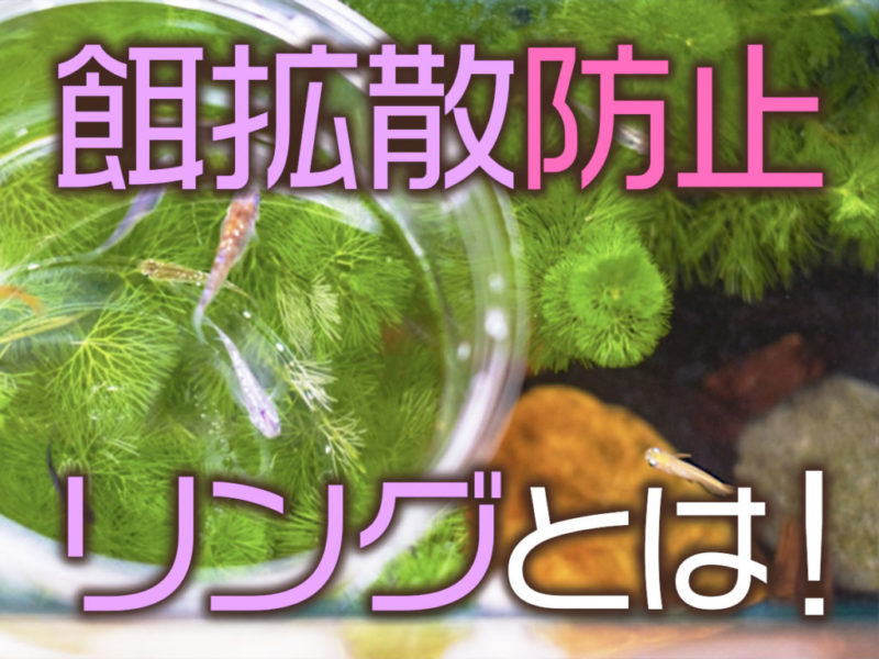 餌拡散防止リングとは!ビオトープ・小型魚水槽で人気!メリットを解説
